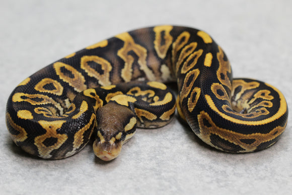 BLACK PASTEL YELLOW BELLY MACHO ID: 147