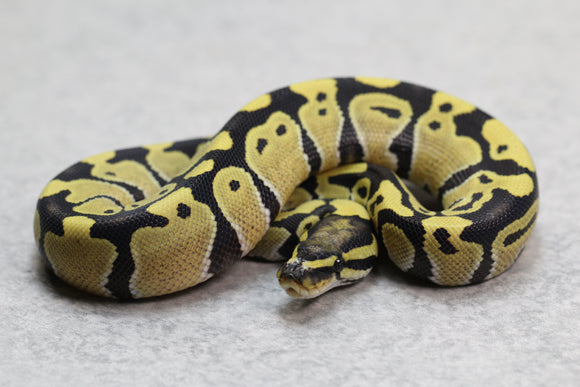 DESERT GHOST MACHO ID:  13-13