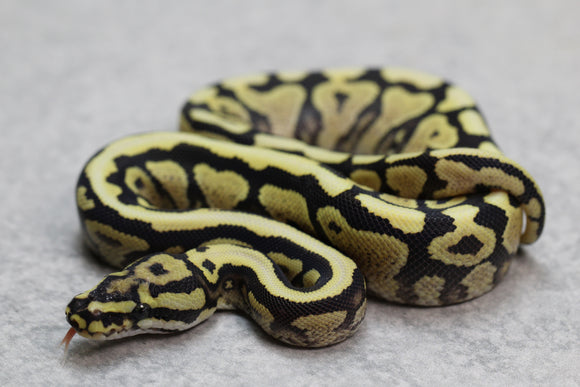 LEOPARD DESERT GHOST HEMBRA  ID: 116