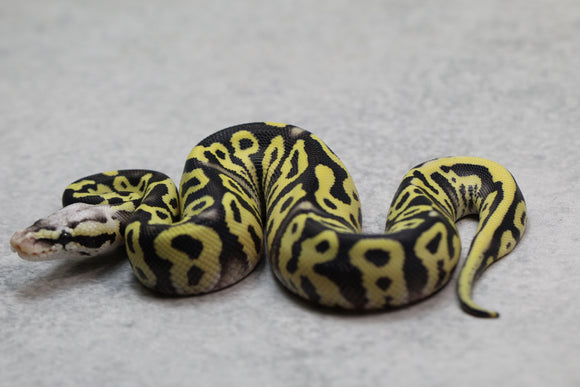 PASTEL LEOPARD DESERT GHOST MACHO  ID: 9-8