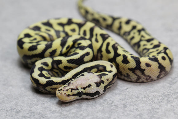 PASTEL LEOPARD DESERT GHOST MACHO  ID: 5-3