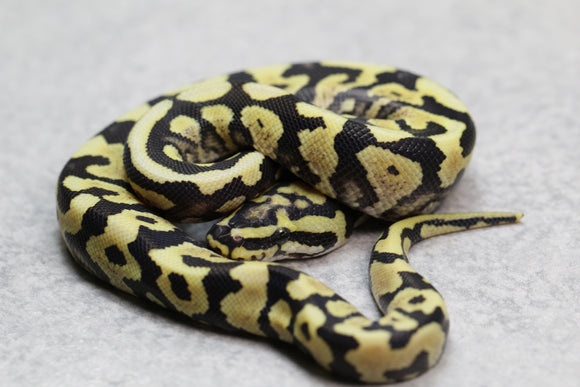 LEOPARD DESERT GHOST MACHO  ID: 7-5