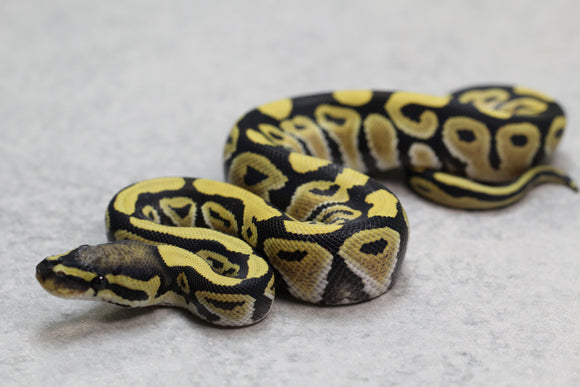 DESERT GHOST MACHO  ID: 10-8