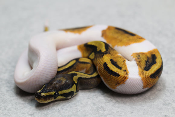 PIED HEMBRA ID: 7-15