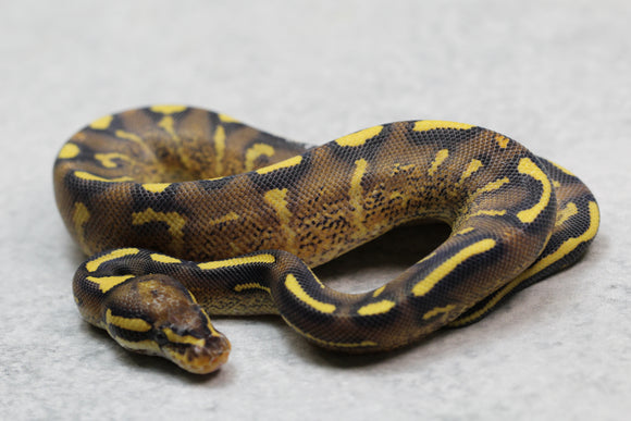 SUPER GRAVEL 66% HET CLOWN MACHO ID: 6-8