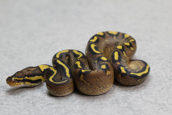 SUPER GRAVEL 66% HET CLOWN MACHO ID: 3-5