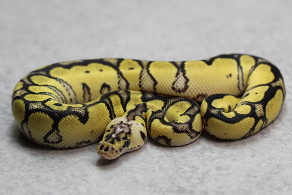 PASTEL CLOWN MACHO  ID: 3-2