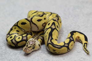 PASTEL CLOWN MACHO  ID: 10-13
