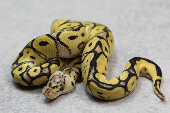 PASTEL CLOWN MACHO  ID: 10-13
