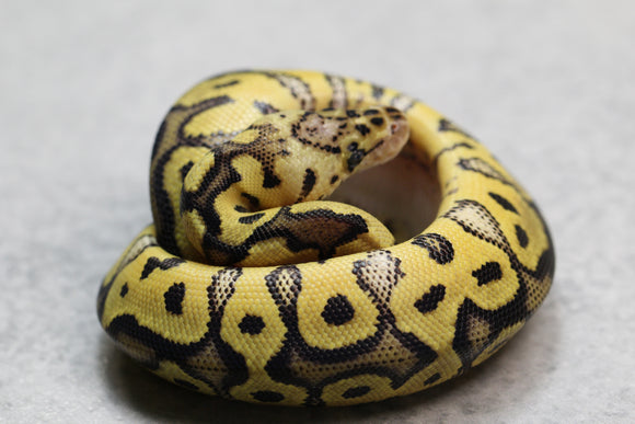 PASTEL ORANGE DREAM CLOWN MACHO  ID: 3-6
