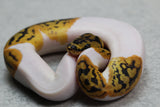 CLOWN PIED MACHO ID: 70
