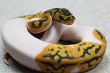 CLOWN PIED MACHO ID: 70