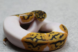 CLOWN PIED MACHO ID: 70