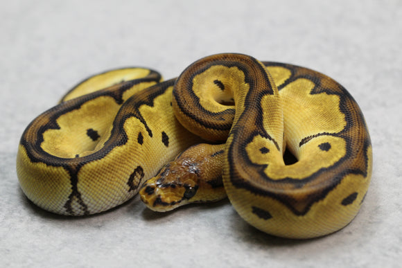 SUPER ORANGE DREAM REDSTRIPE CLOWN HEMBRA ID: 16-4