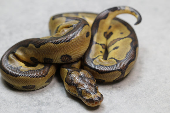 ORANGE DREAM REDSTRIPE CLOWN HEMBRA ID: 13-8