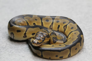 ORANGE DREAM REDSTRIPE CLOWN HEMBRA ID: 10-9