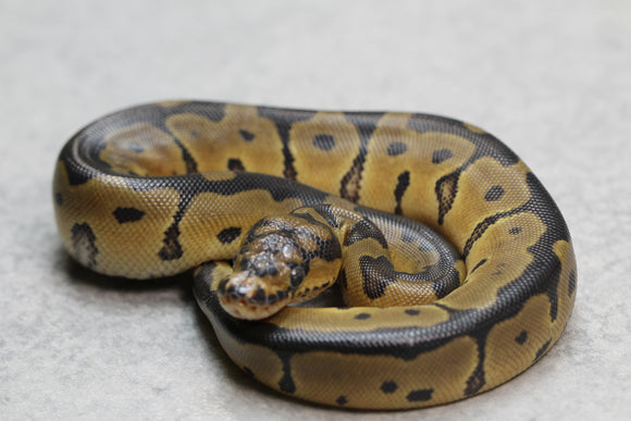 ORANGE DREAM REDSTRIPE CLOWN HEMBRA ID: 10-9
