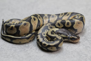 PASTEL MACHO ID: 13-14