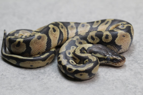 PASTEL MACHO ID: 13-14
