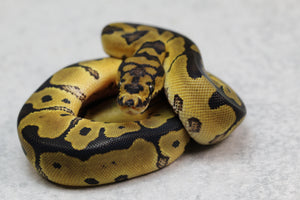 ORANGE DREAM REDSTRIPE CLOWN HEMBRA ID: 10-9