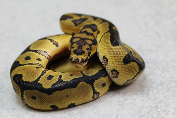 ORANGE DREAM REDSTRIPE CLOWN HEMBRA ID: 10-9