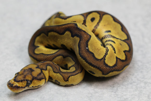 ORANGE DREAM REDSTRIPE CLOWN HEMBRA ID: 13-8