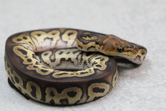 BLACK HEAD CLOWN MACHO ID: 146