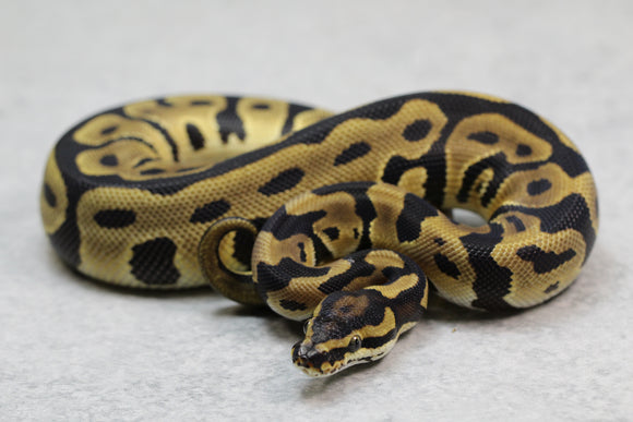 ORANGE DREAM CARNIVORE MACHO  ID  :  199