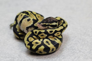 PASTEL MACHO ID: 13-14