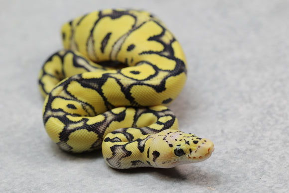 PASTEL DESERT GHOST CLOWN MACHO  ID: 1-1