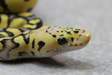 PASTEL DESERT GHOST CLOWN MACHO  ID: 1-1