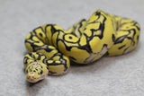 PASTEL DESERT GHOST CLOWN MACHO  ID: 1-1