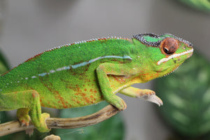 CAMALEON PANTERA NOSEY MITSIO MACHO