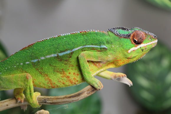CAMALEON PANTERA NOSEY MITSIO MACHO