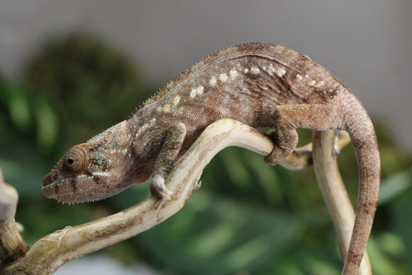 CAMALEON PANTERA AMBILOBE HEMBRA JUVENIL