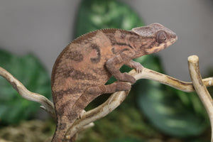 CAMALEON PANTERA NOSEY MITSIO HEMBRA JUVENIL