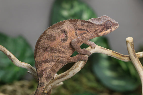 CAMALEON PANTERA NOSEY MITSIO HEMBRA JUVENIL
