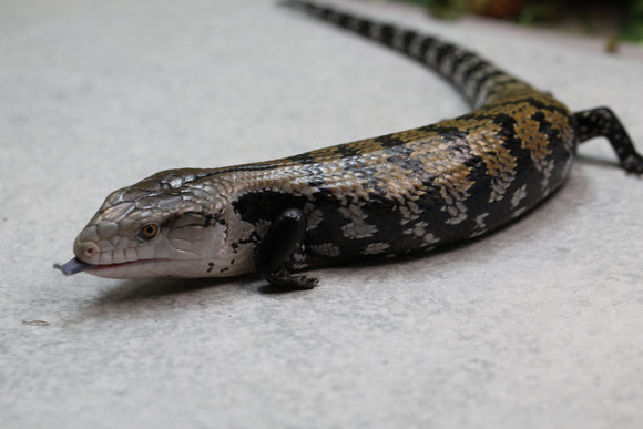 SKINK LENGUA AZUL DE INDONESIA ID : 233