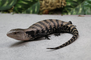 SKINK LENGUA AZUL DE INDONESIA ID : 216