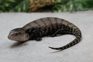 SKINK LENGUA AZUL DE INDONESIA ID : 219