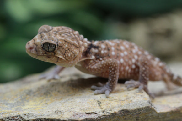 GECKO GIGANTE AUSTRALIANO ( N.AMYAE) MACHO ID :144