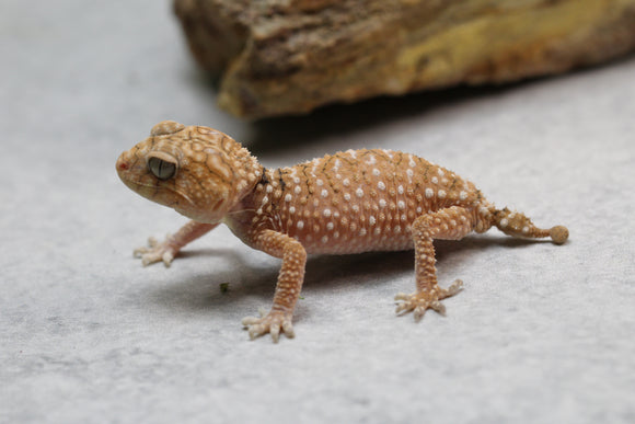 GECKO GIGANTE AUSTRALIANO ( N.AMYAE) MACHO ID : 17-6