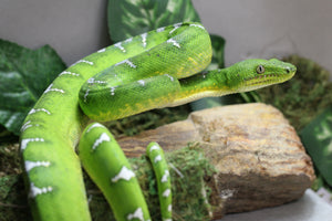 BOA ESMERALDA HEMBRA ID 1