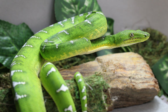 BOA ESMERALDA HEMBRA ID 1