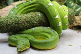 BOA ESMERALDA HEMBRA ID : 2