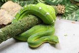 BOA ESMERALDA HEMBRA ID : 2