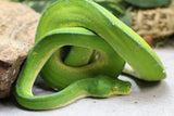 PITÓN VERDE DE ÁRBOL MANOKWARI HEMBRA ID : 1