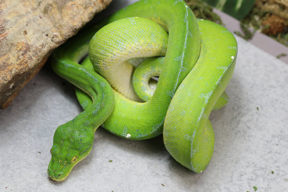 PITÓN VERDE DE ÁRBOL MANOKWARI HEMBRA ID : 1