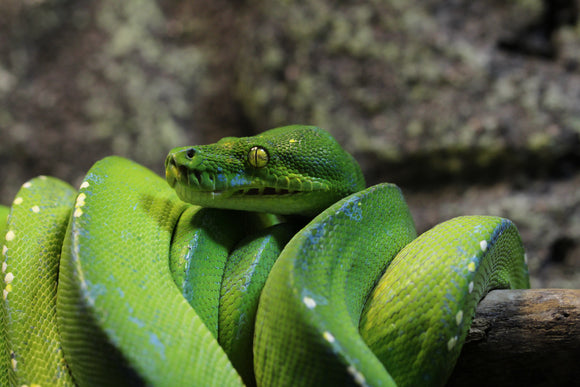 PITÓN VERDE DE ÁRBOL SORONG HEMBRA ID : 2