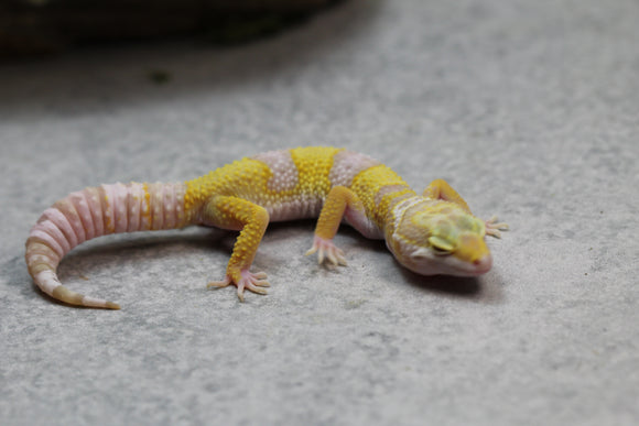 ALBINO SIN SEXAR ID: 68